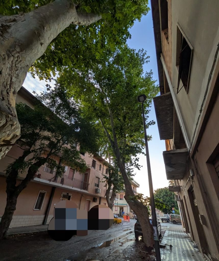 La Strada: “Platani secolari di via Nazionale Traversa D a Pellaro: si sospenda l’abbattimento e si apra un confronto”.